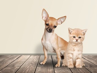 Fototapeta na wymiar Adorable cute domestic dog with cat