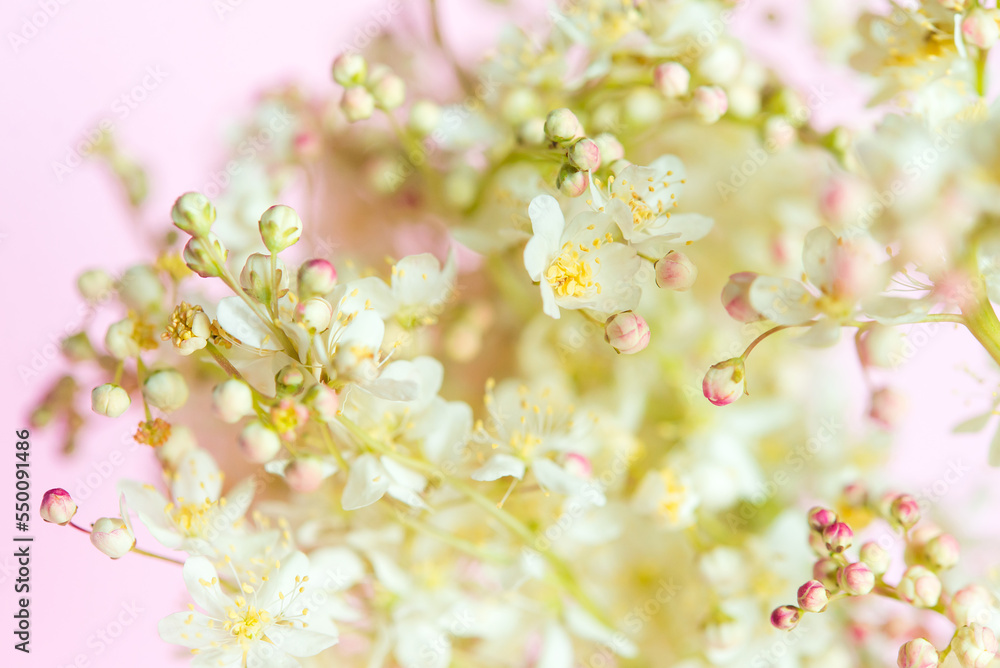 Wall mural Delicate natural floral background in light pink pastel colors. Texture of Filipendula Ulmaria in nature with soft focus, macro.	