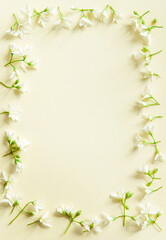 Fototapeta na wymiar Delicate natural floral background in light pastel colors. Texture of Jasmine flowers in nature with soft focus, macro.