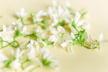 Naklejka na ściany i meble Delicate natural floral background in light pastel colors. Texture of Jasmine flowers in nature with soft focus, macro.