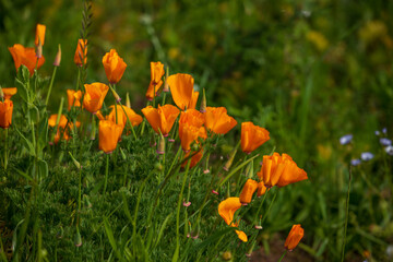 Wild poppies background