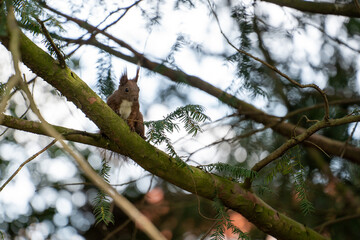 Squirrel on the Tree