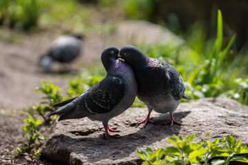 kissing pigeons 
