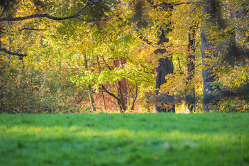 autumn leaves in the park