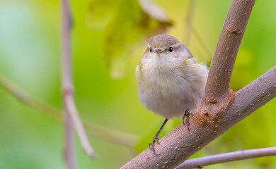 Common Chiffchaff (Phylloscopus collybita) is a common bird that lives in forests, sparsely wooded lands, parks, bushes and gardens.