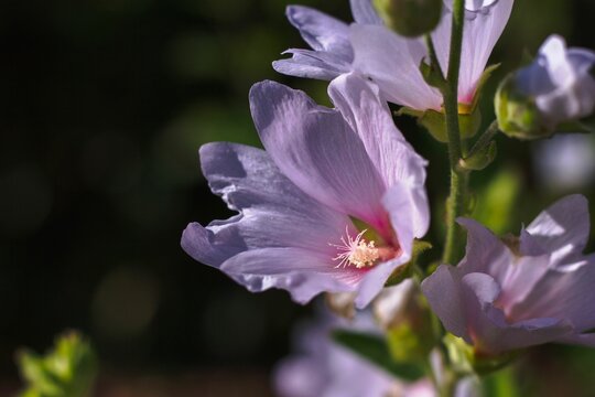 Closeup of beautiful pink Musk mallow flowers in the garden