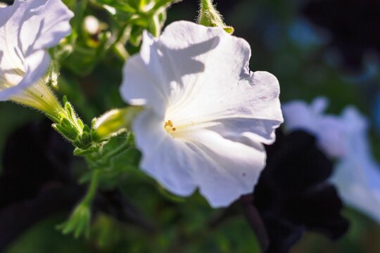 Closeup of white Petunia axillaris flower in the garden
