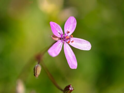 Shallow focus shot of purple Common stork's-bill flower on blur green background