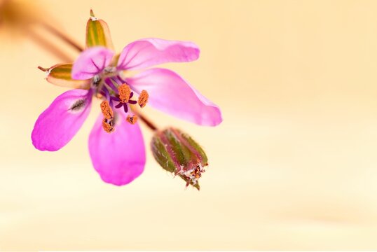 Shallow focus shot of purple Common stork's-bill flower on blur yellow background