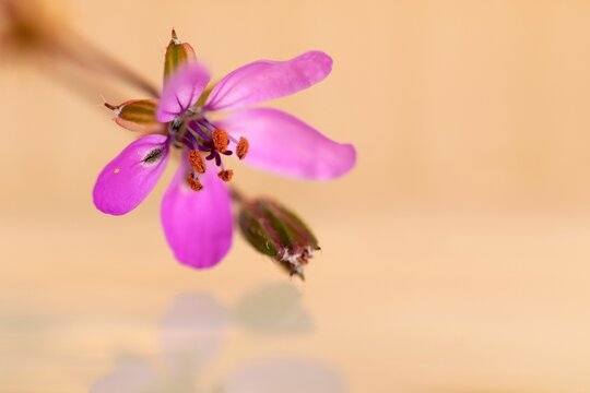 Shallow focus shot of purple Common stork's-bill flower on blur yellow background