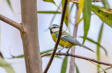 Eurasian Blue Tit (Cyanistes caeruleus) is a bird that lives in woodlands and orchards.
