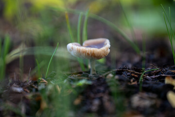 mushroom in the grass