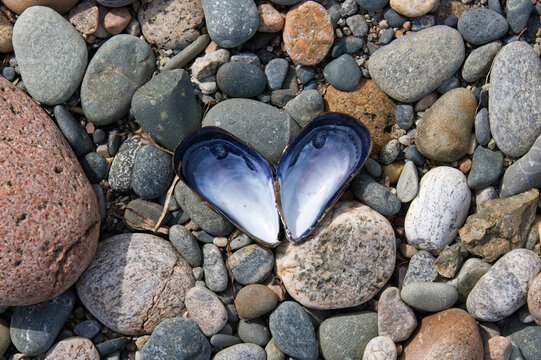 Opened muscle shell in the shape of a heart on beach rocks