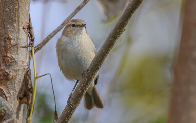 Common Chiffchaff (Phylloscopus collybita) is a common bird that lives in forests, sparsely wooded lands, parks, bushes and gardens.