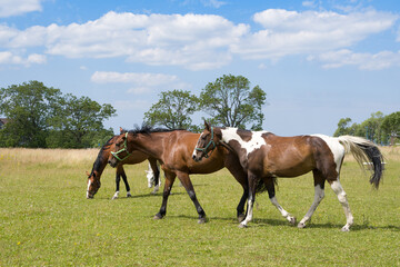 Obraz premium portrait horse