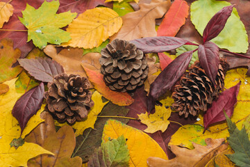 Autumn multi-coloured leaves and cones background texture. Bright abstract autumn foliage background. Composition of yellow, green, red, orange autumn leaves and pine cones. Fall leaves texture