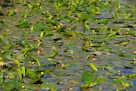 Selective shot of yellow water lilies floating on lake surface on a sunny day with blur background