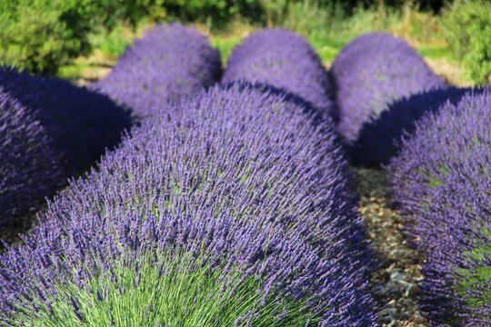Selective shot of lavender flowers growing in a field on a sunny day with blur background