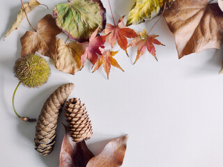 Autumn dry leaves close up on white background. Top view. Decorative concept. Mock up, flat lay
