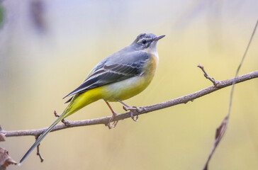 Grey Wagtail (Motacilla cinerea) is a wetland bird that lives near streams and lakes. It is usually lives in high places.