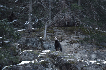 a chamois female in the rut at a autumn morning in the rock wall on the mountains