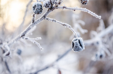 Frost-covered fruits of Prunus spinosa. Frost-covered fruits of Prunus spinosa. Frost-covered and...