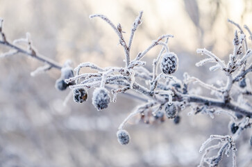 Frost-covered fruits of Prunus spinosa. Frost-covered fruits of Prunus spinosa. Frost-covered and...