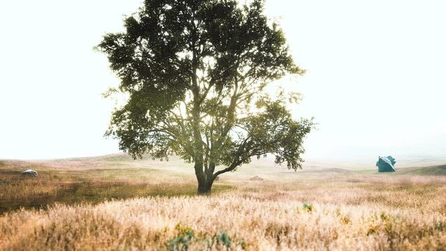 dark autumn tree and the yellow grass field