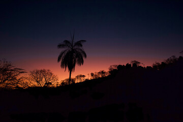 Obraz premium trees at sunset