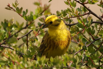 Bruant jaune (Emberiza citrinella)