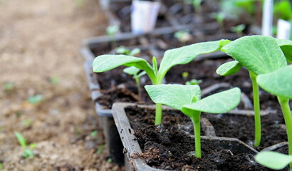 small green plants seedlings growing in plastic pot inside a greenhouse no people stock photo