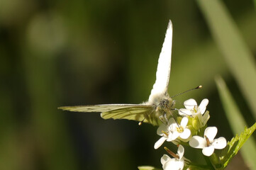 Piéride du navet (Pieris napi)