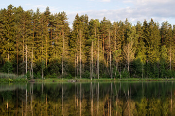 Lake in the forest