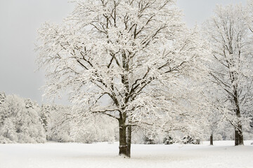 Natural winter landscape