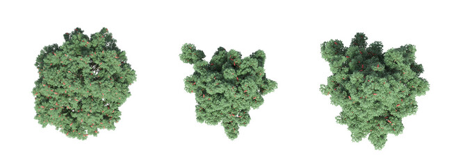 tree top view, isolate on a transparent background, 3d illustration