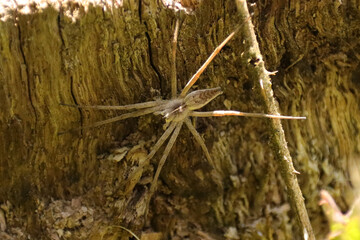 Pisaure admirable (Pisaura mirabilis)