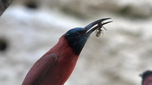 Slow Motion Of A Northern Carmine Bee-eater Eating A Bee In The Daylight