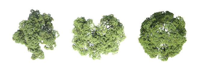 tree top view, isolate on a transparent background, 3d illustration - 550096053