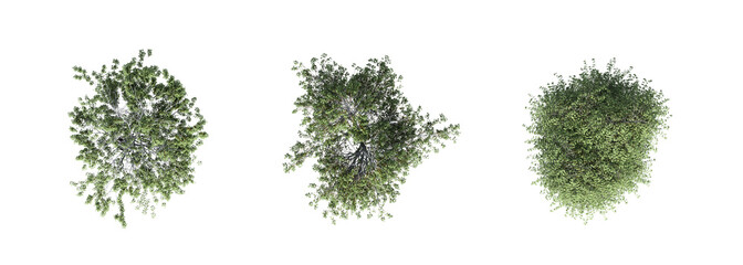 tree top view, isolate on a transparent background, 3d illustration © vadim_fl