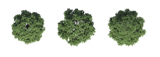 tree top view, isolate on a transparent background, 3d illustration - 550096261