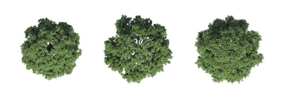 tree top view, isolate on a transparent background, 3d illustration