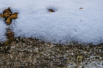	木の幹に残る雪　