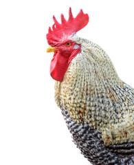 Beautiful farmyard rooster in clipping on white background.