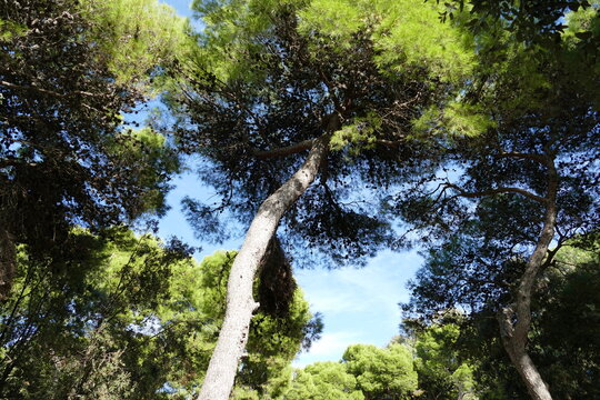 Alberi di pini nella pineta di San Francesco. Bari, sud Italia