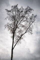 Silhouette of single tree against the sky