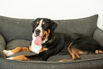 Greater Swiss Mountain Dog