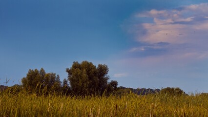 willow and rich green vegetation of cane grow on lake bank, quiet and peaceful summer landscape after sunset, nature protection and ecology tourism concept, creamy sky, no human free space background