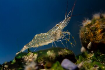 saltwater rockpool shrimp search for food, inspect with pereiopods, antennas littoral zone bottom...
