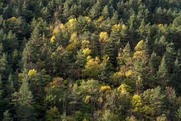 Fototapeta na wymiar Scenic forest landscape of pine and deciduous trees on mountain slope in autumn morning light, Gincla, Aude, France