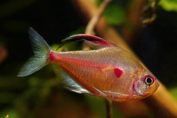 bleeding heart tetra swim fast, Rio Negro endemic fish side view,  neon glow in blackwater biotope...
